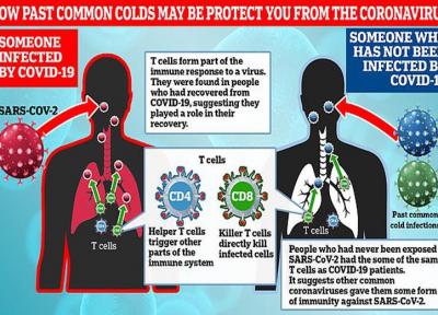 سرماخوردگی در برابر کرونا مصونیت ایجاد می نماید؟