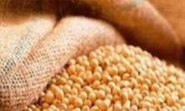 دانه اسرارآمیز سویا! دانه اسرارآمیز سویا!