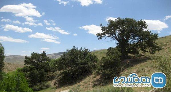 رویشگاه ارس آرچلی گنجینه درختان کهنسال خراسان شمالی است